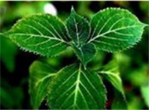 plant extract for sale- Lyphar.png